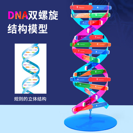 科技小制作DNA双螺旋结构模型分子结构模型生物科学教学仪器教具