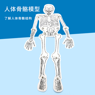 自制人体骨骼模型科技小制作diy拼装标本教学器材科包学实验套装