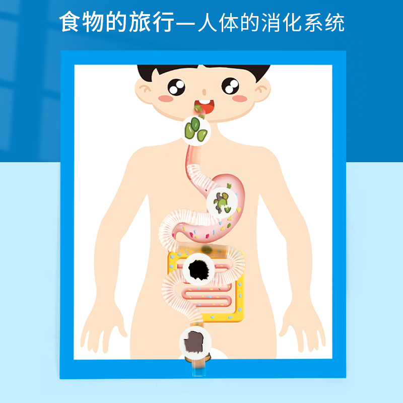 科趣食物的旅行人体的消化系统