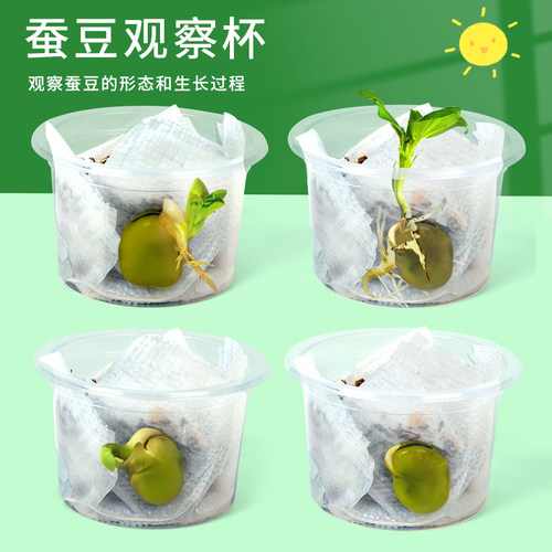 科趣自制蚕豆观察杯科学实验