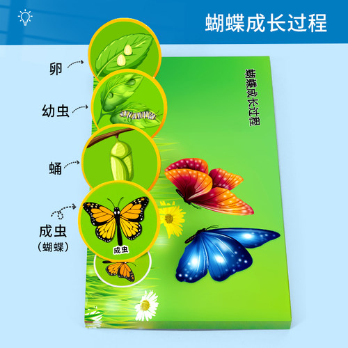 科趣diy蝴蝶成长过程科学实验