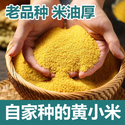 五谷杂粮黄小米新米食用东北新鲜优质农家内蒙古赤峰敖汉黄小米
