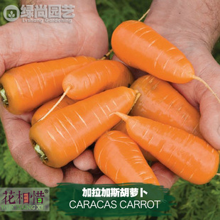 加拉加斯胡萝卜种子进口四季播种地栽盆栽蔬菜种籽瓜果水果胡萝卜