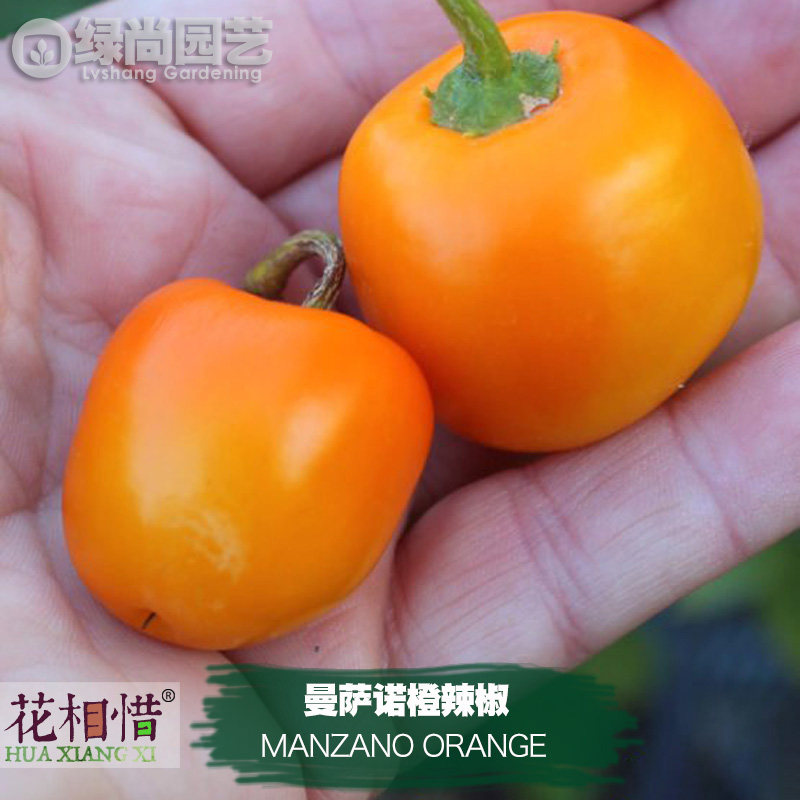曼萨诺橙辣椒种子进口中辣四季播种阳台盆栽蔬菜种籽瓜果辣椒苗