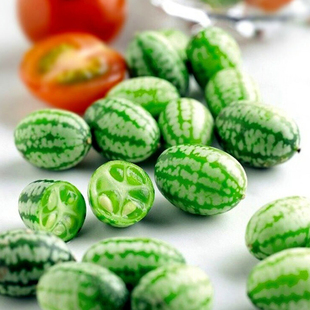 拇指西瓜种苗西瓜种籽春季秋迷你西瓜种苗小盆栽四季阳台水果种苗