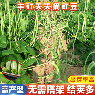无架长豆角种子摘不败豇豆种籽不爬架不搭架豆角秧苗早熟蔬菜种子
