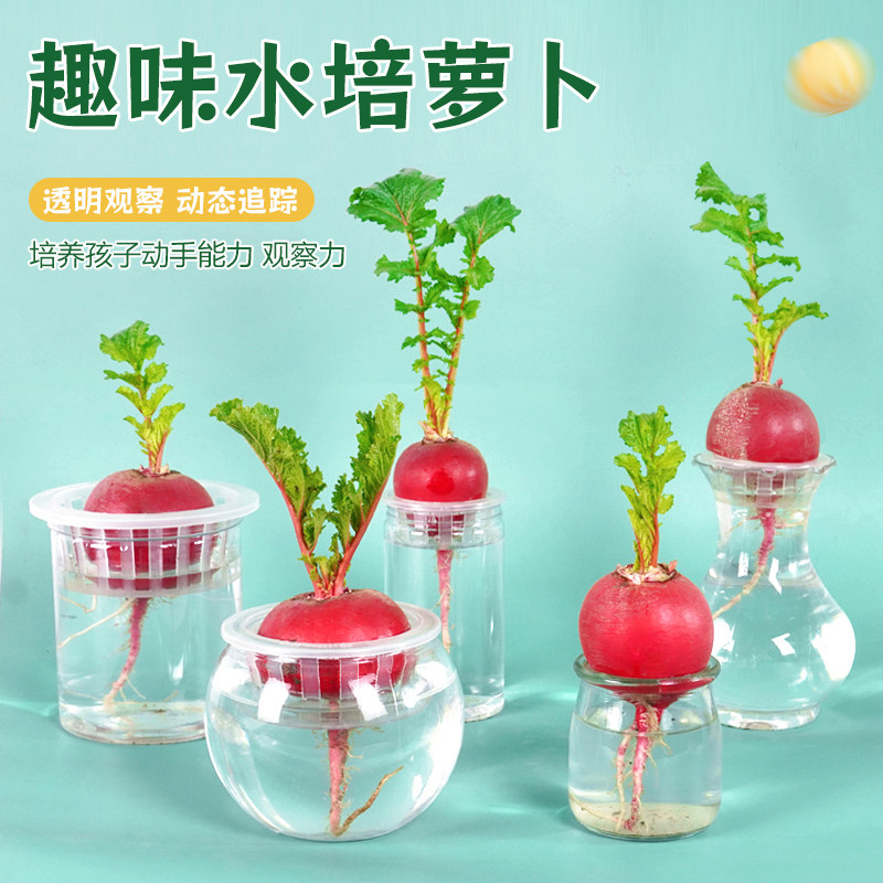 学生幼儿园水培萝卜观察自然植物角蔬菜儿童水养盆栽生长实验作业