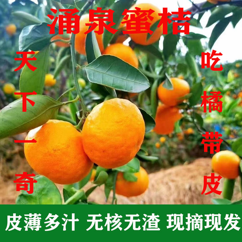 正宗涌泉蜜橘浙江临海涌泉高山蜜桔新鲜应季水果橘子皮薄现摘现发,水产肉类/新鲜蔬果/熟食,桔子,淘宝优惠券,粉丝福利购,淘宝优惠卷