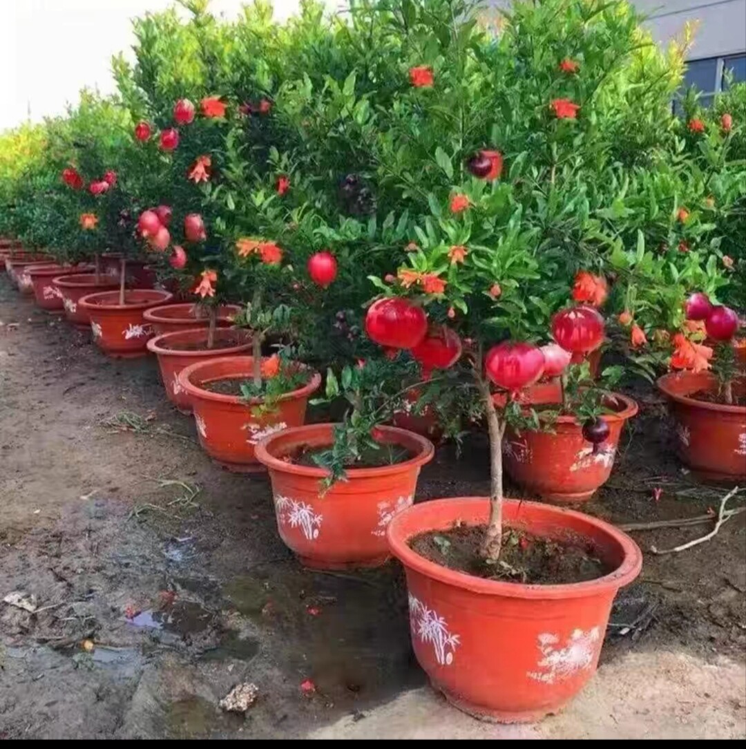 紫玉石榴树大果甜石榴老桩树苗盆栽地栽南方北方均可种植带果发货