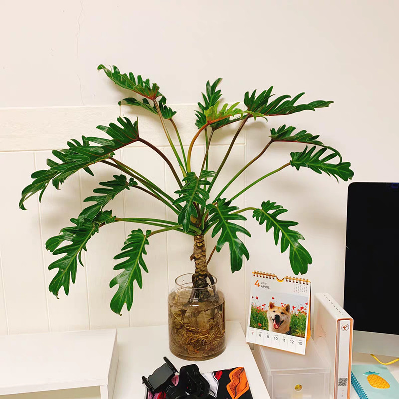 绿植龙鳞老桩水培桌面吸甲醛植物