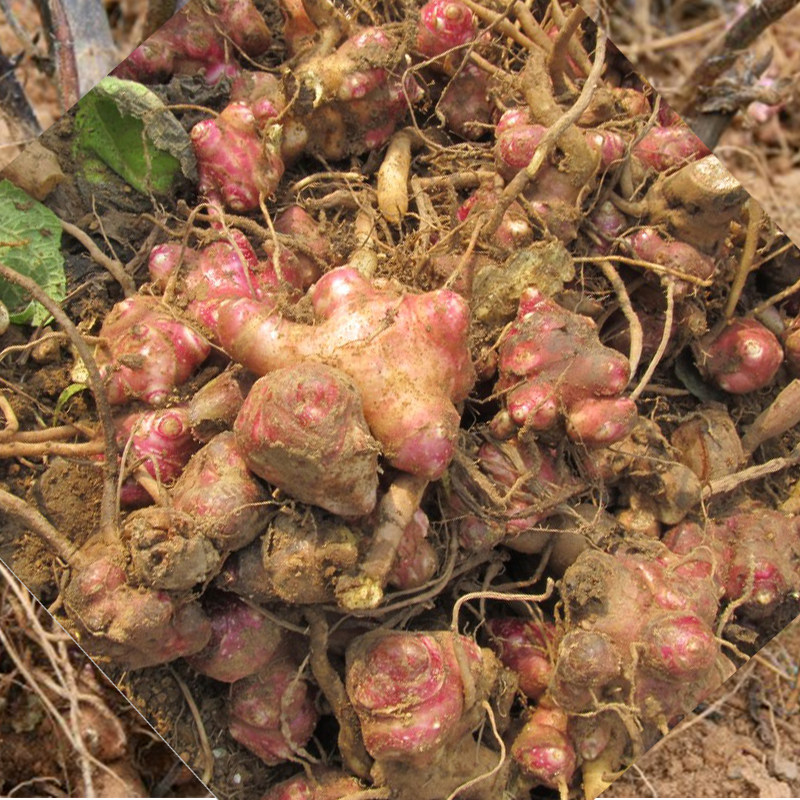 云南特产促销新鲜水果现挖农家自种 天山雪莲果种子种苗5斤包邮