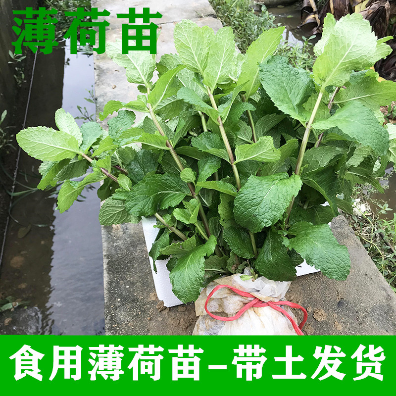 广西玉林本地正宗新鲜食用薄荷苗泡水绿植 留兰香薄荷 清凉土薄荷