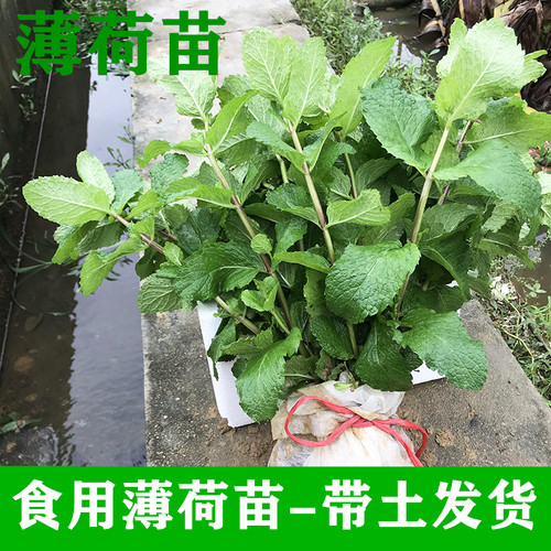 新鲜薄荷调酒室内室外去蚊泡茶
