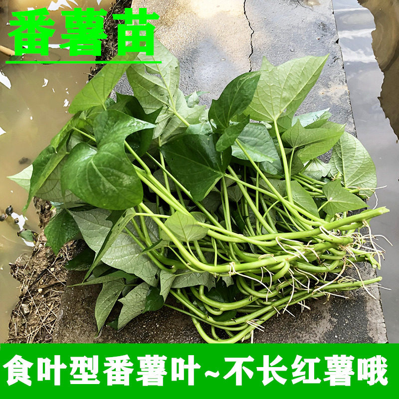广西2026正宗食用番薯叶盆栽新鲜薯苗地瓜蔬菜红薯藤藤叶福薯18号