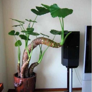 包邮 可水培可土栽广西滴水观音盆栽绿植观音莲净化空气易种植 8.8