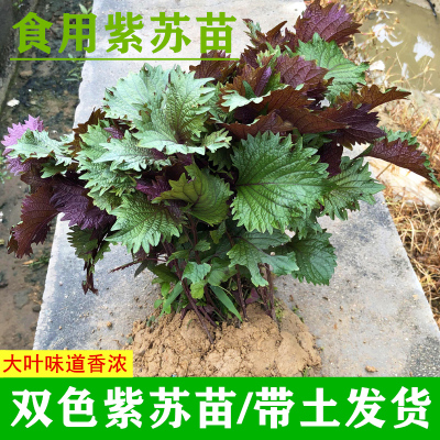 紫苏双色食用紫苏子籽栽大叶鸡冠