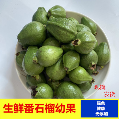 生鲜番石榴幼果广西特产降糖茶