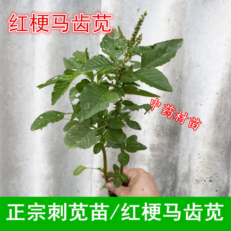 苋菜苗带刺红梗刺中草药2026时令
