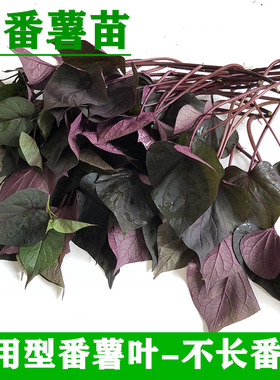 2025时令红色番薯叶正宗紫色番薯叶新鲜食用番薯苗种植薯苗地瓜苗