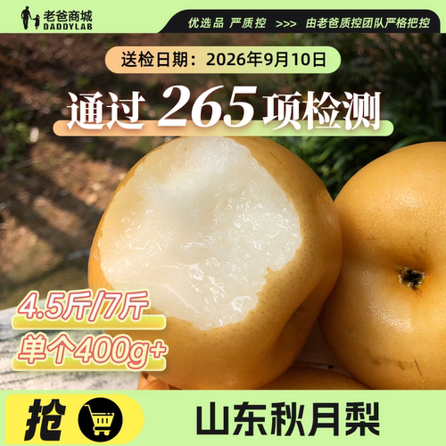 正宗山东秋月梨新鲜水果当季