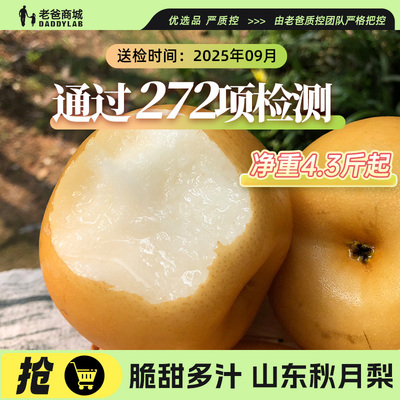 正宗山东莱西秋月梨当季水果现摘