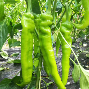 蔬菜种子蔬菜苗羊角椒苗羊角椒种子辣椒种子辣椒苗