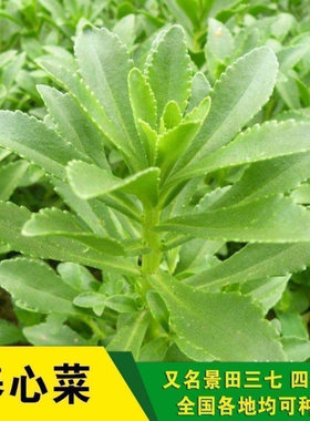 养心菜种子四季播可食用野菜阳台盆栽种植