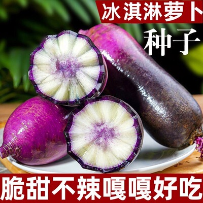 冰激凌水果萝卜种子种籽紫皮冰淇淋水果罗卜籽种菜种红蔬菜孑子