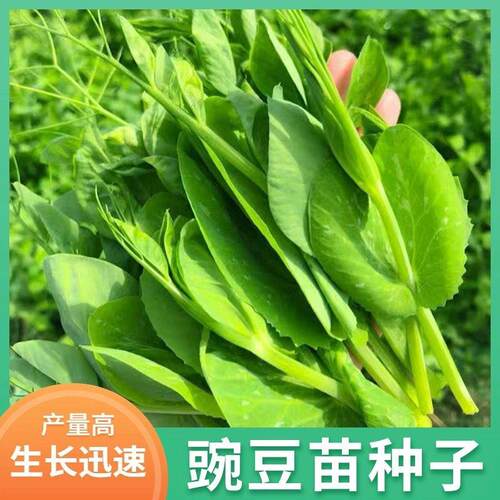 按斤卖盆栽地栽新货白豌豆芽苗