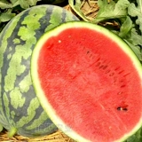 Семена семян семян семян арбуз