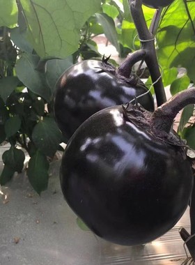 紫黑色圆茄子种子 高产早熟蔬菜瓜果耐旱四季播种籽茄子苗圆茄苗