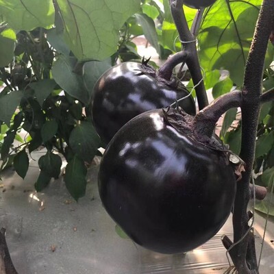 蔬菜高产早熟耐旱阳台盆栽圆茄子