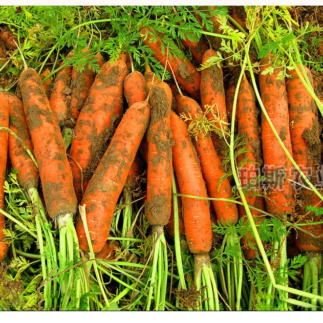 萝卜种子胡萝卜种籽苗秧菜苗蔬菜种子蔬菜苗阳台菜园蔬菜种蔬菜苗