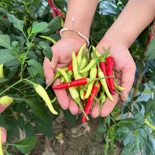 辣椒种子润铂农金四季