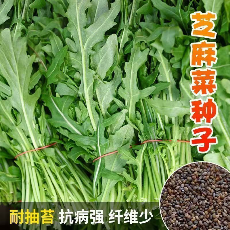 营养芝麻菜种籽又名大叶臭菜四季种抗病高产春秋速生耐寒新鲜田园
