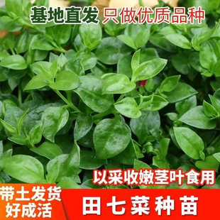 田七种苗四季种植室内盆栽大田阳台栽种正宗田七蔬菜苗