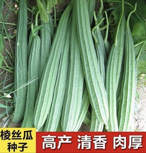 正宗棱角丝瓜种子大肉花点丝瓜棱丝瓜种子春夏季播种蔬菜种子