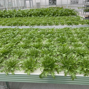 寿光蔬菜种子 高产苦苣籽耐寒热黄心苦菊盆栽大田蔬菜四季播包邮