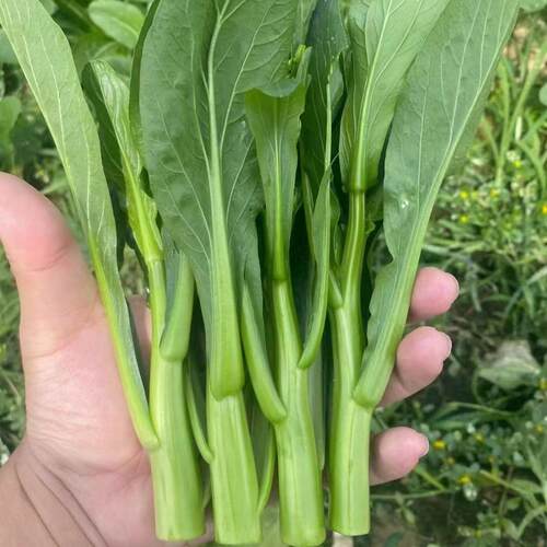 青梗菜苔种籽高产早熟白菜苔