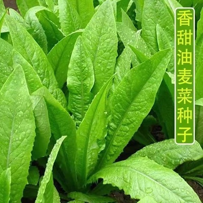 油麦菜种子四季播包邮寿光蔬菜种子青菜种子阳台盆栽紫油麦菜籽