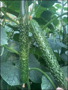 寿光蔬菜种子萨罗刺黄瓜早春越夏大棚短把密刺青瓜籽四季播包邮