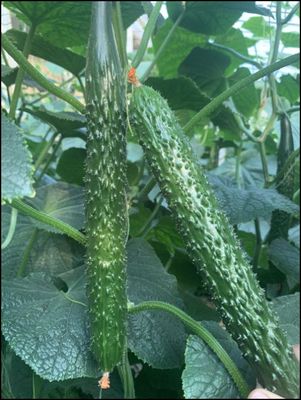 早春越夏短把密刺包邮蔬菜种子