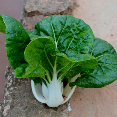 耐寒奶油大白菜种子高产抗病春秋奶油白菜蔬菜种子四季播包邮