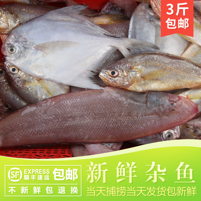 海鱼新鲜冷冻东海野生海杂鱼混搭新鲜小黄鱼小鲳鱼象山海鲜水产
