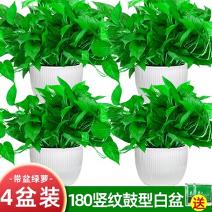 绿萝大盆栽花卉室内净化空气新房好养水培长藤垂吊大叶绿箩植物