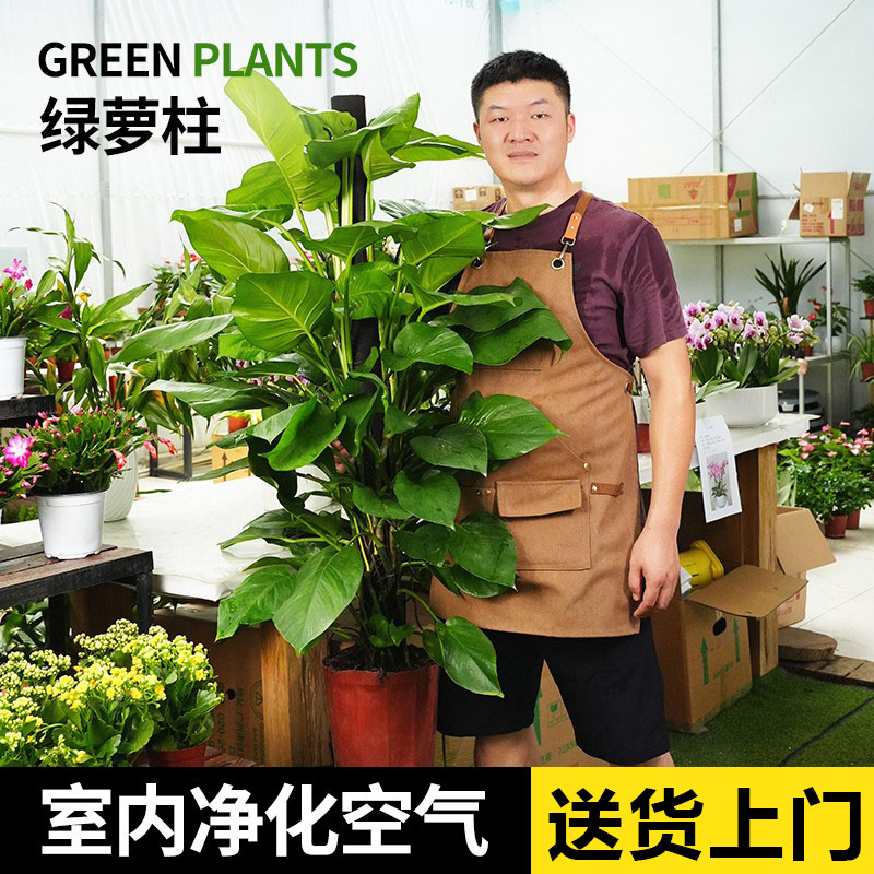 雅质大叶绿萝柱室内四季常青