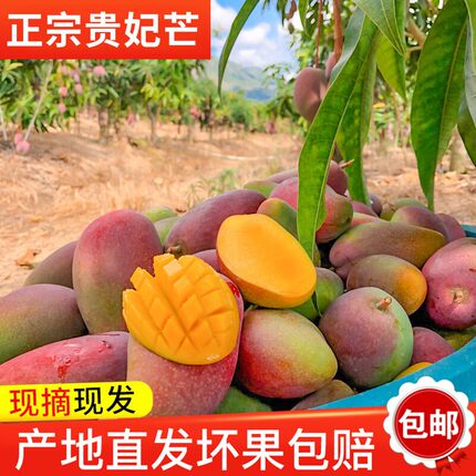 特价【现摘现发】9斤生态贵妃芒果香甜多汁绿色水果直发扶农产品