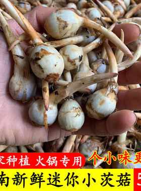 云南现挖新鲜迷你小茨菇白马蹄白慈姑农家自种粉糯茨菰燕尾菇蔬菜