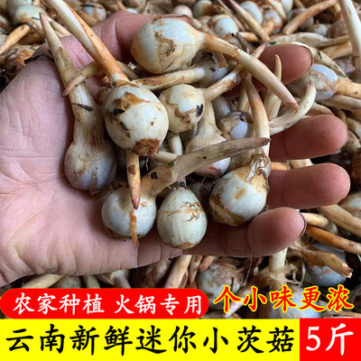 云南现挖新鲜迷你小茨菇白马蹄白慈姑农家自种粉糯茨菰燕尾菇蔬菜