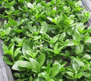 田七苗养生田七保健菜苗阳台盆栽种植